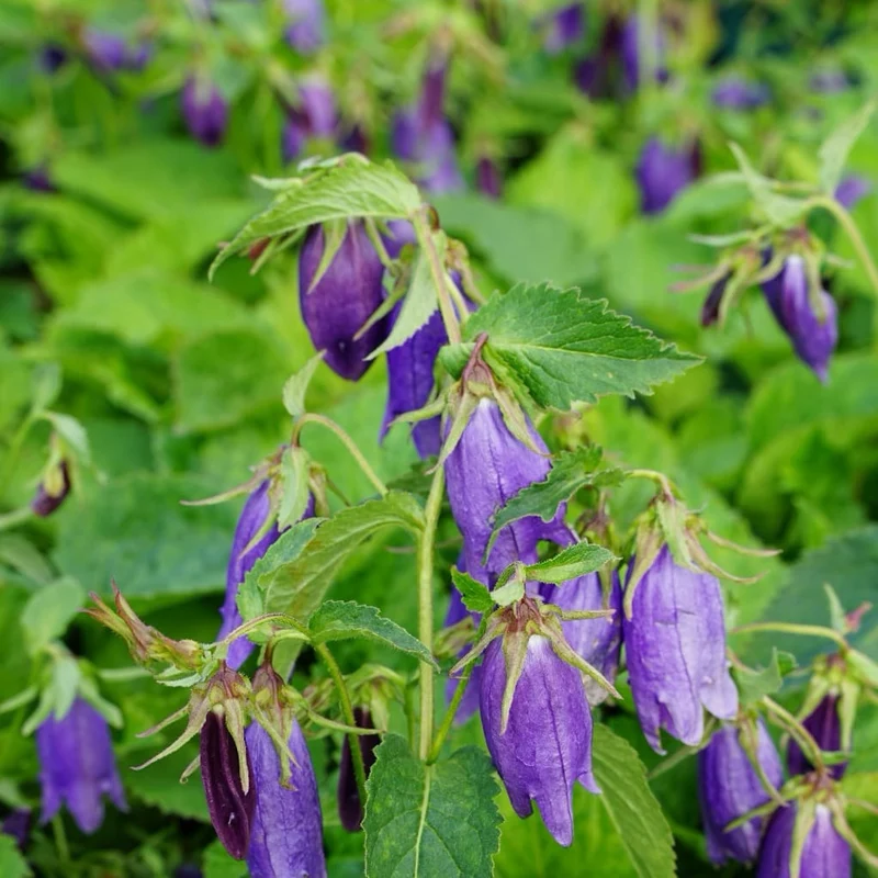 Glockenblume 'Sarastro' Violett