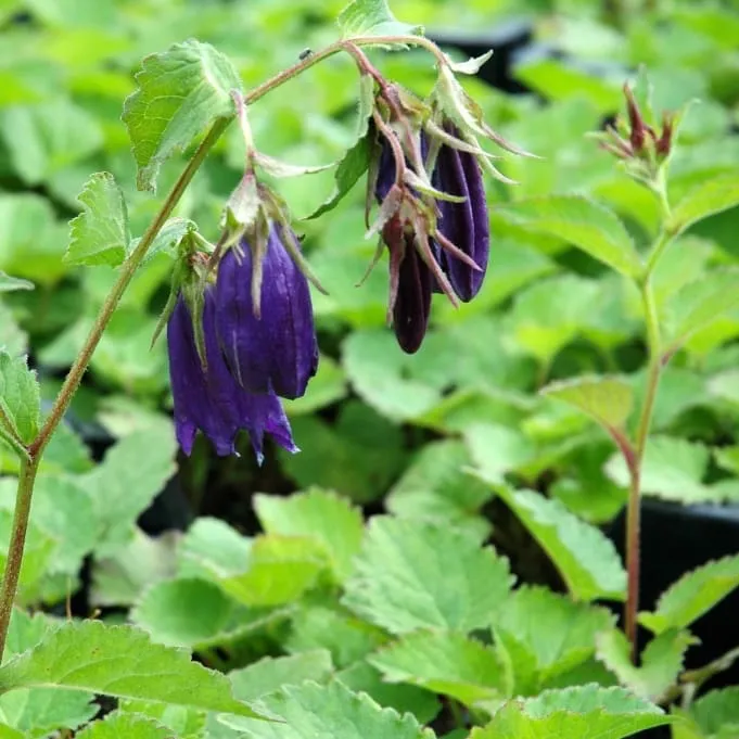 Glockenblume 'Sarastro' Violett