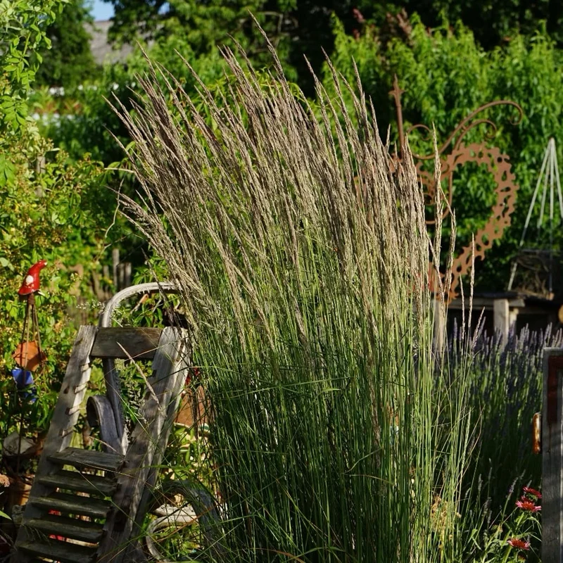 Reitgras 'Karl Foerster'