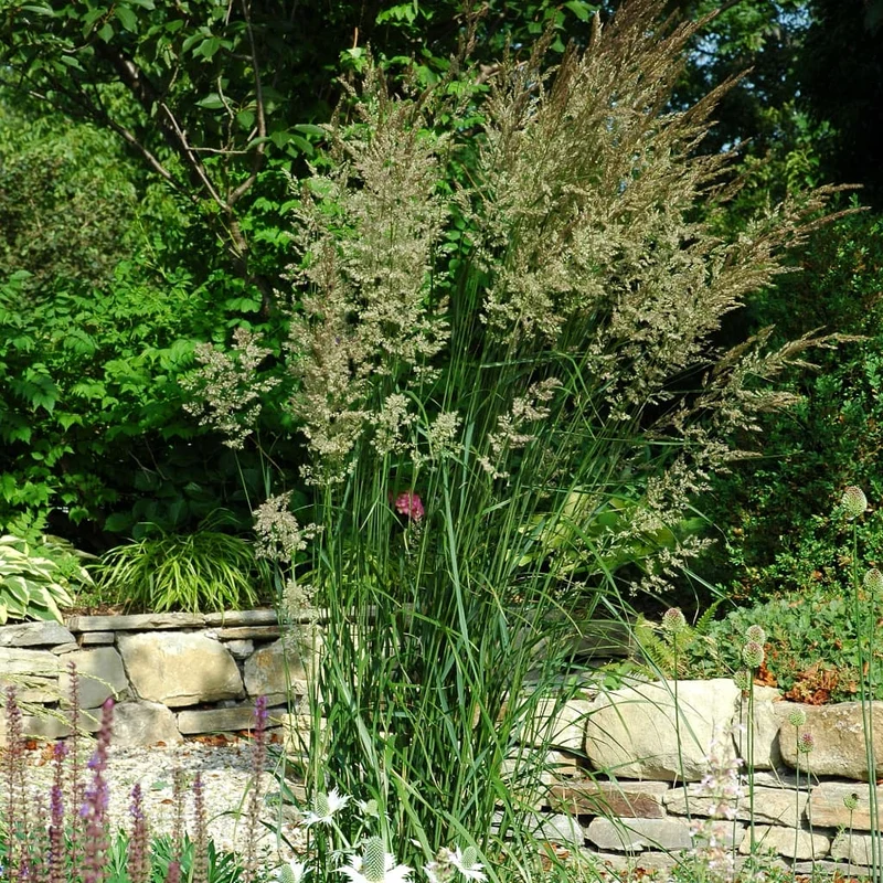 Reitgras 'Karl Foerster'