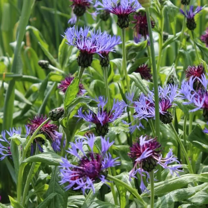 Berg-Flockenblume Blau