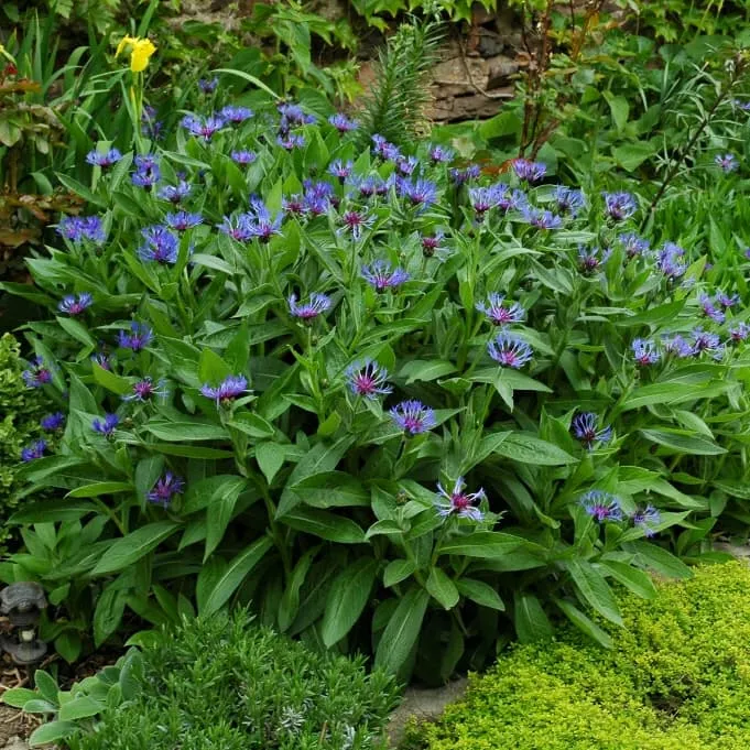 Berg-Flockenblume Blau