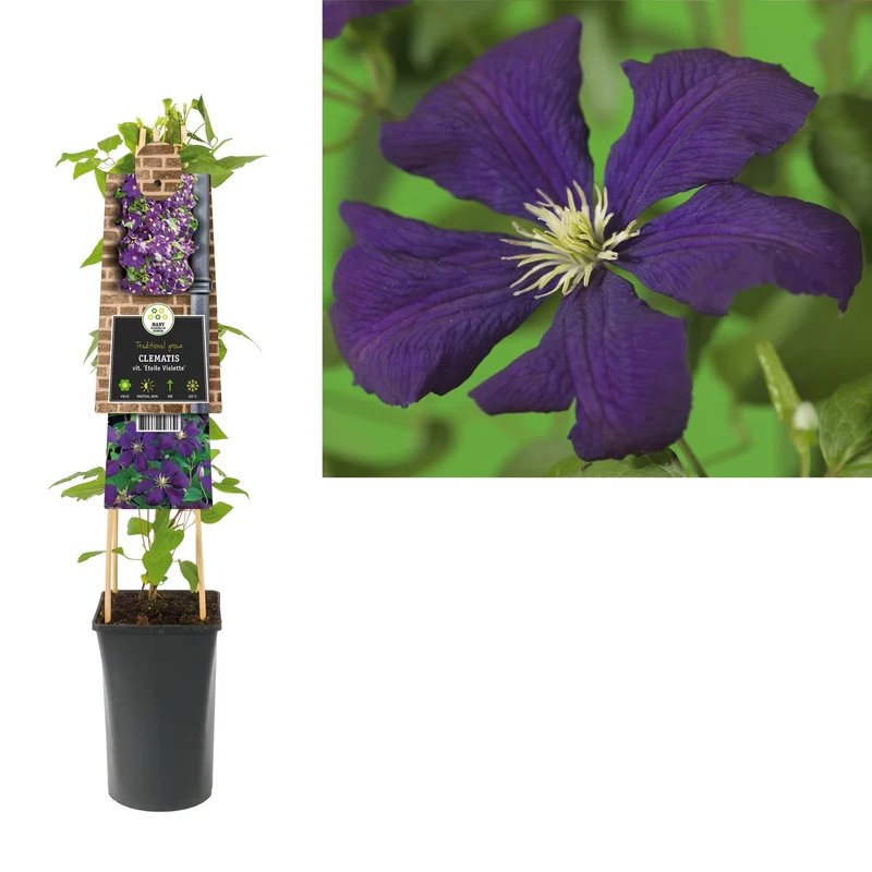 Kletterpflanze Clematis vit. Etoile Violette (Kissen)