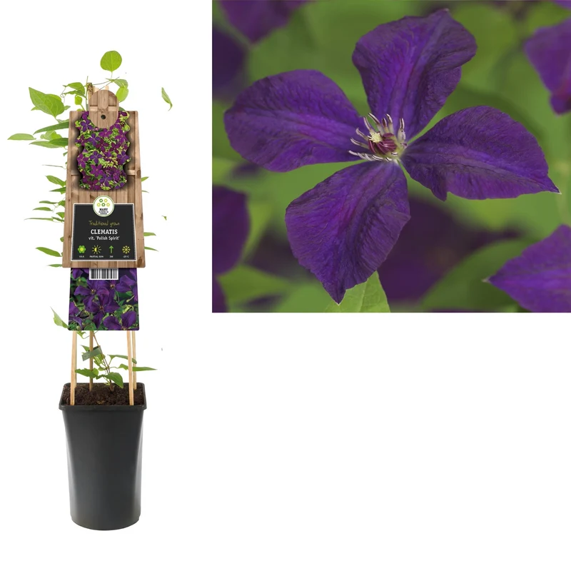 Kletterpflanze Clematis vit. Polnischer Geist (Bosrank)