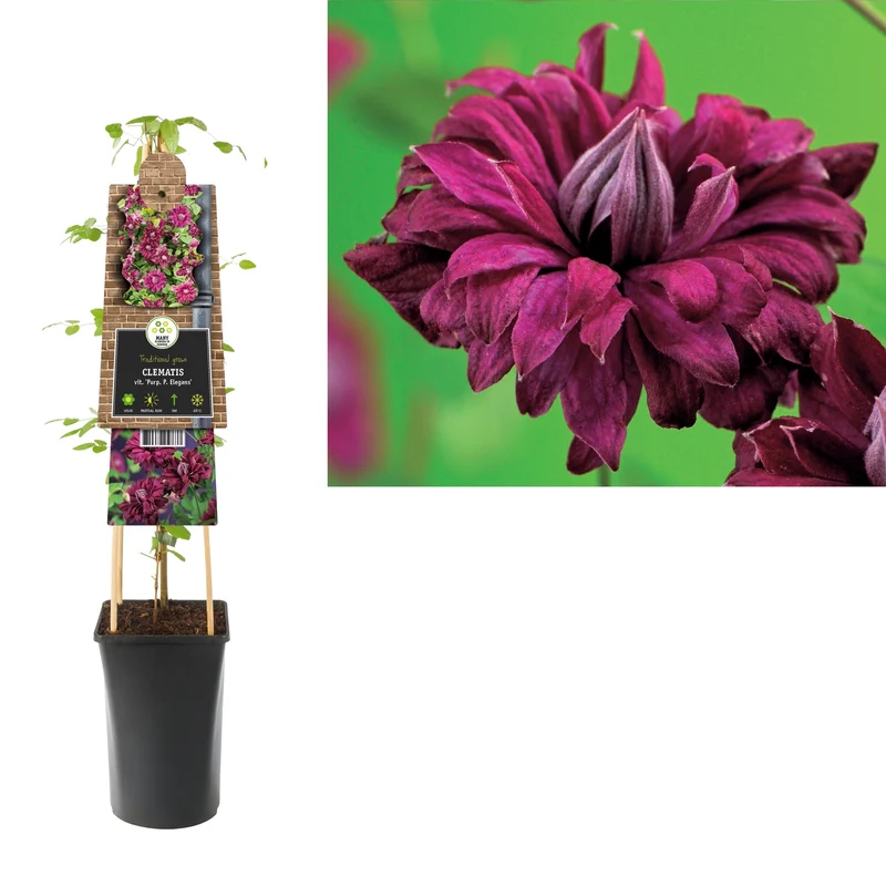 Kletterpflanze Clematis vit. Purp. P. Elegans (Preiselbeere)