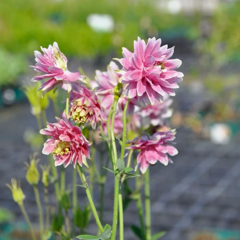 Akelei 'Nora Barlow' Rosa