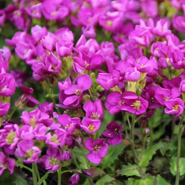 Gänsekresse 'Aubris Deep Rose' Purpur
