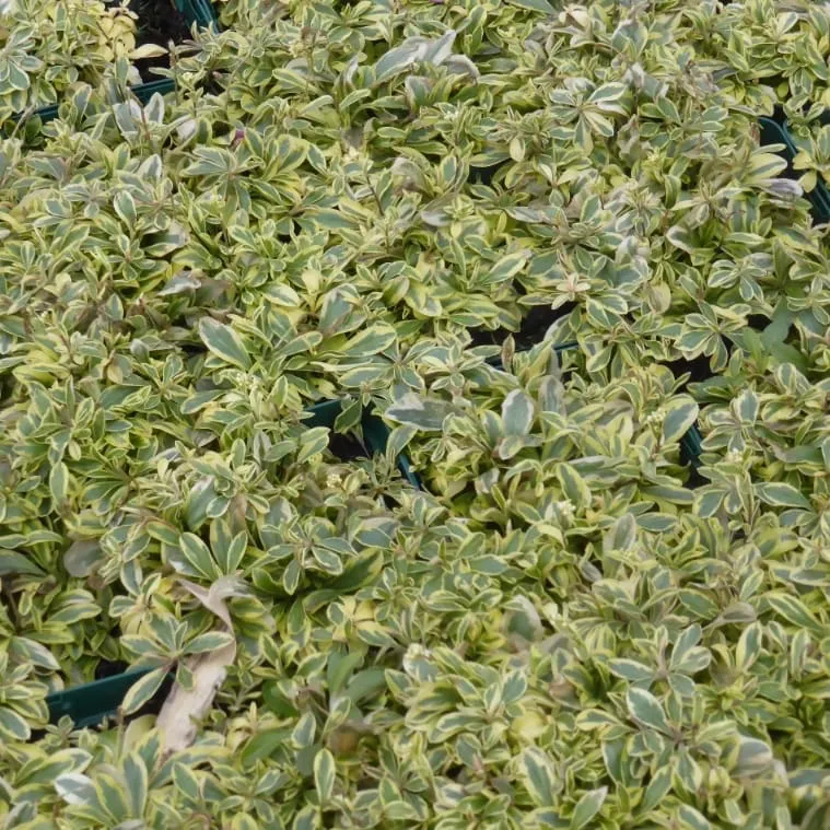 Gänsekresse 'Old Gold' Weiß