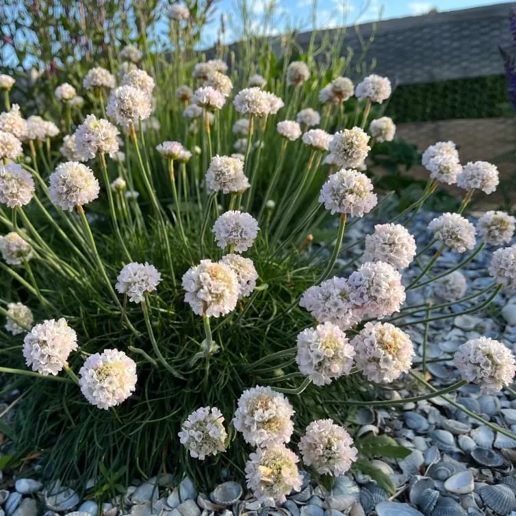 Grasnelke 'Alba' Weiß