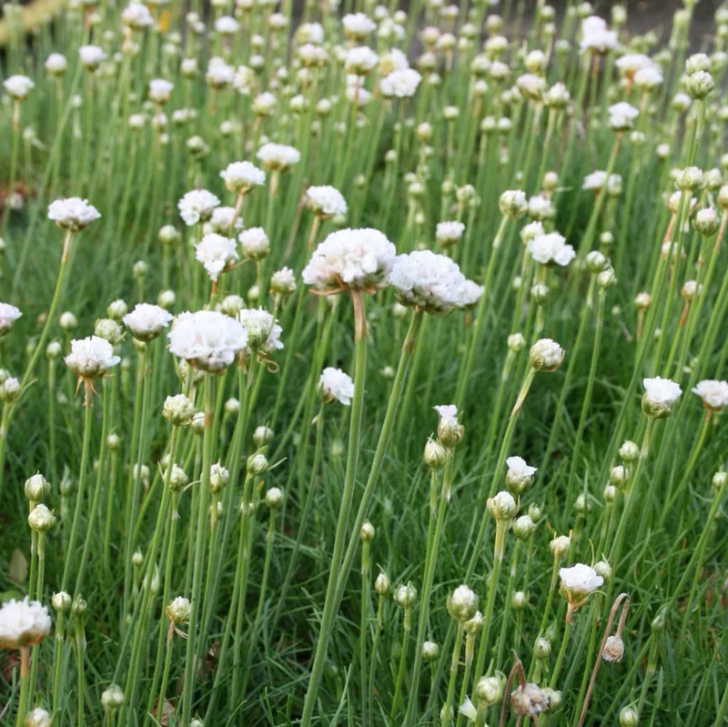 Grasnelke 'Alba' Weiß
