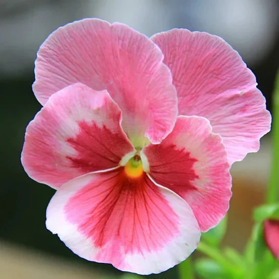 Pink Pansy Flower Seeds – Delicate Pastel Blooms, Non-GMO, Easy to Grow