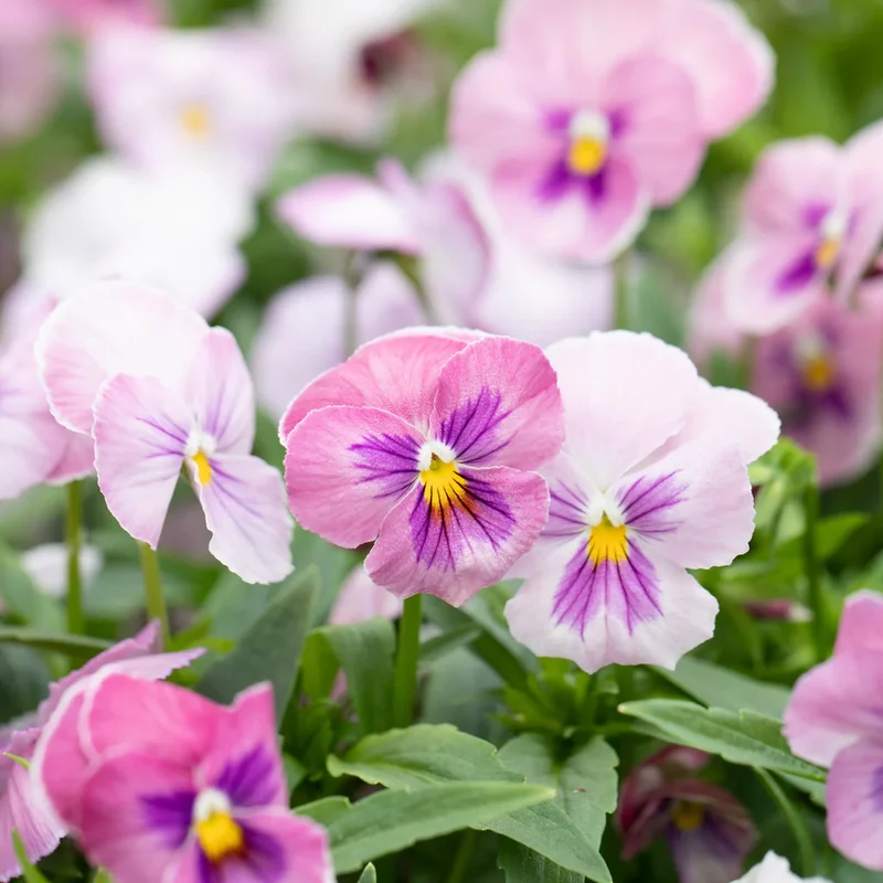 Pink Pansy Flower Seeds – Delicate Pastel Blooms, Non-GMO, Easy to Grow