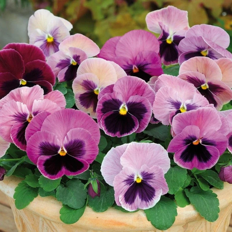 Pink Pansy Flower Seeds – Delicate Pastel Blooms, Non-GMO, Easy to Grow