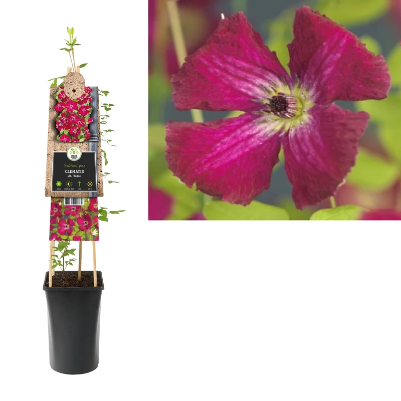 Kletterpflanze Clematis vit. Rubra (Kissenrebe)