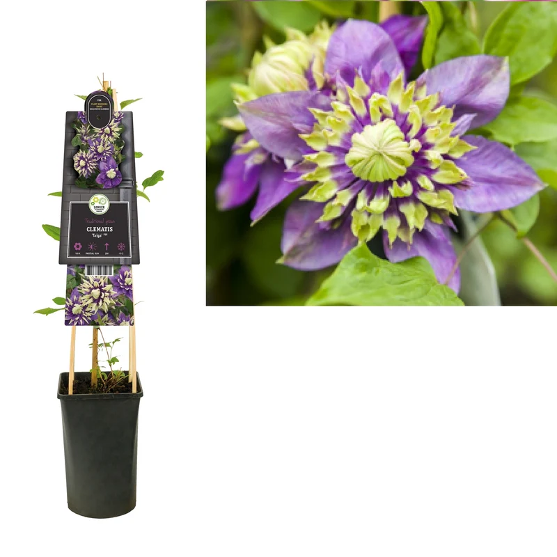 Kletterpflanze Clematis florida Taiga PBR (Cushing-Ranke)