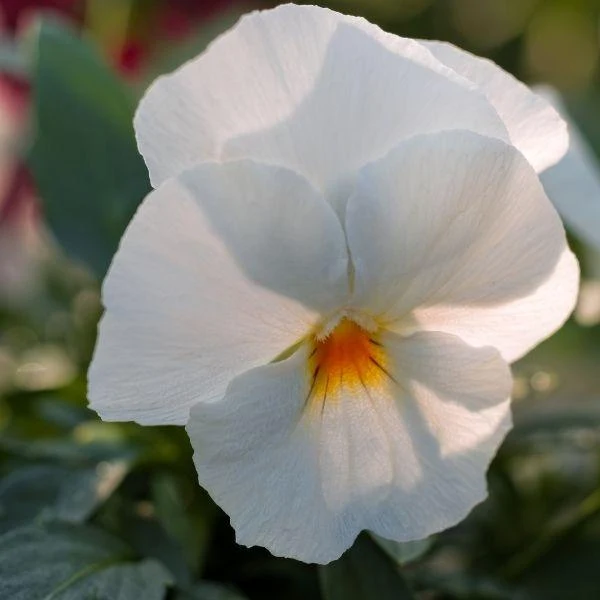 White Pansy Flower Seeds – Pure Elegant Blooms, Non-GMO, Easy to Grow