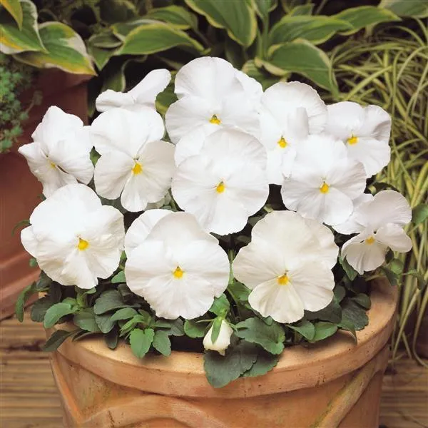 White Pansy Flower Seeds – Pure Elegant Blooms, Non-GMO, Easy to Grow