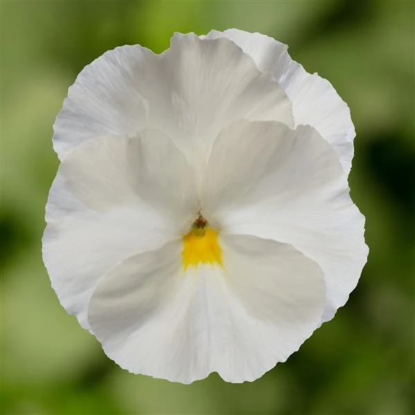 White Pansy Flower Seeds – Pure Elegant Blooms, Non-GMO, Easy to Grow