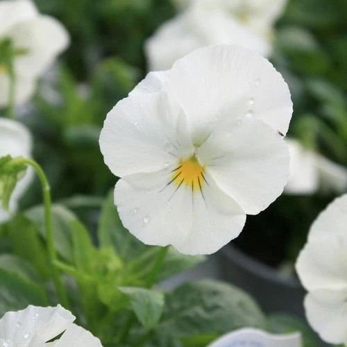 White Pansy Flower Seeds – Pure Elegant Blooms, Non-GMO, Easy to Grow