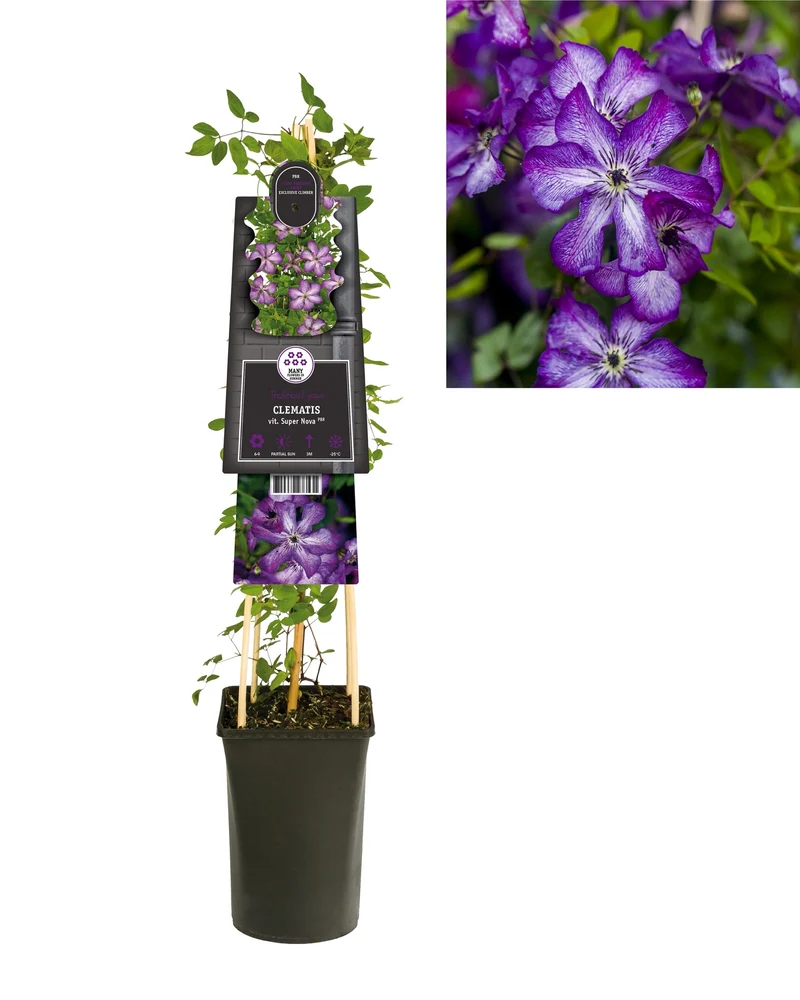 Kletterpflanze Clematis vit. Super Nova PBR (Cushing-Rebe)