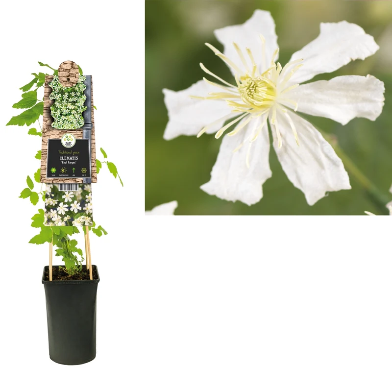 Kletterpflanze Clematis Paul Farges (Kissen)