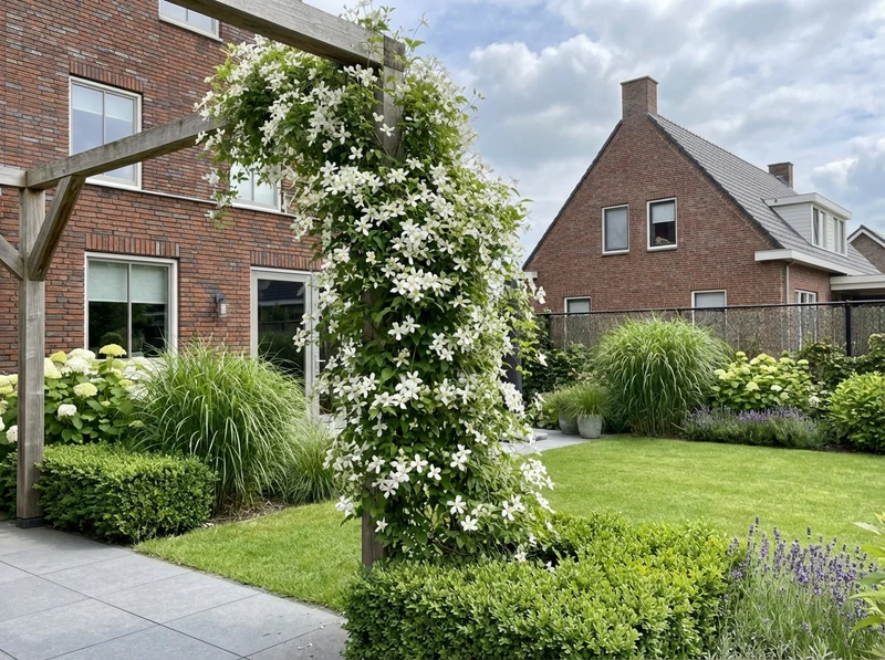 Kletterpflanze Clematis Paul Farges (Kissen)
