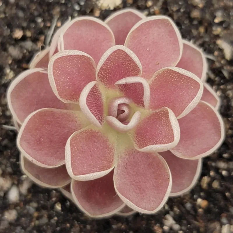 Butterwort (Carnivorous) Plant Seeds