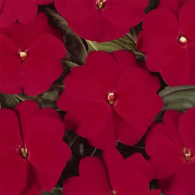 Guinea Impatiens Seeds – Annual Flower Variety for Garden Blooms