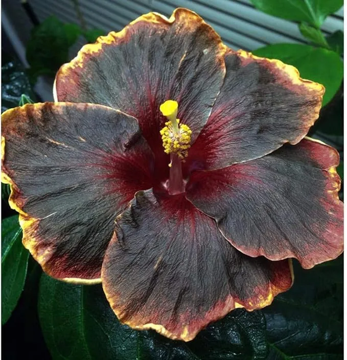 Black Pink Purple Giant Hibiscus Flower Seeds