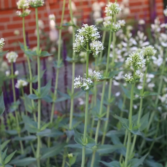 Spornblume 'Albus' Weiß