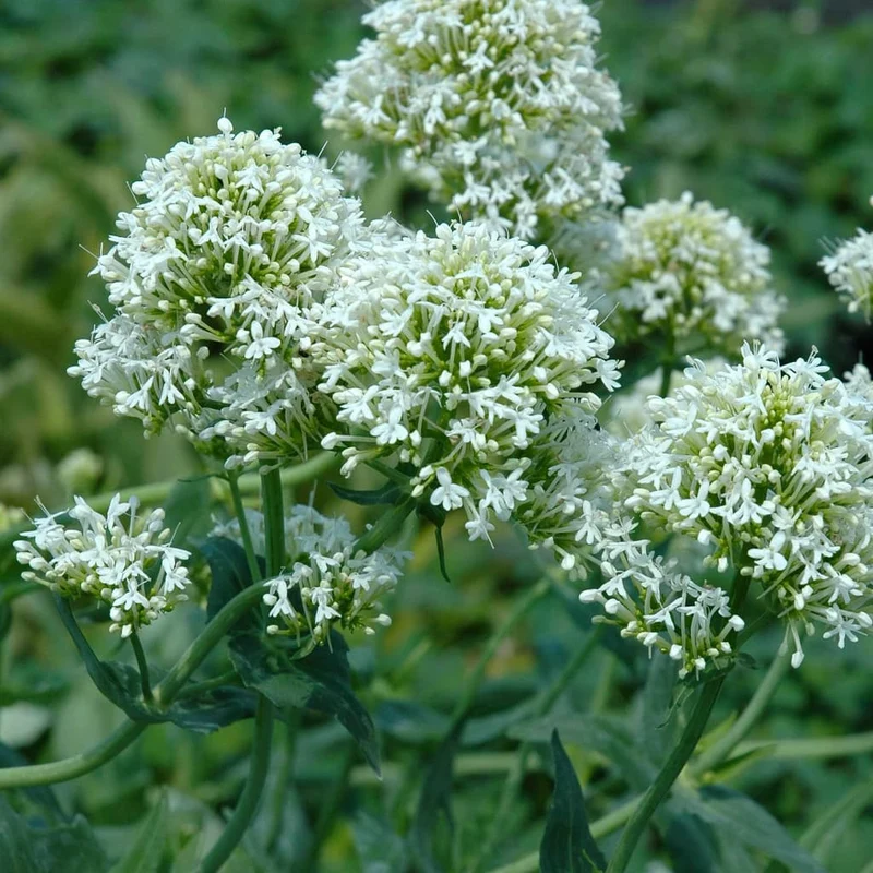 Spornblume 'Albus' Weiß