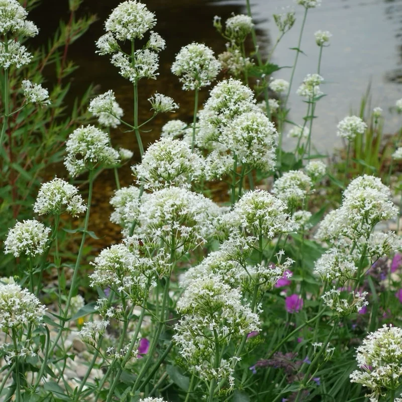 Spornblume 'Albus' Weiß