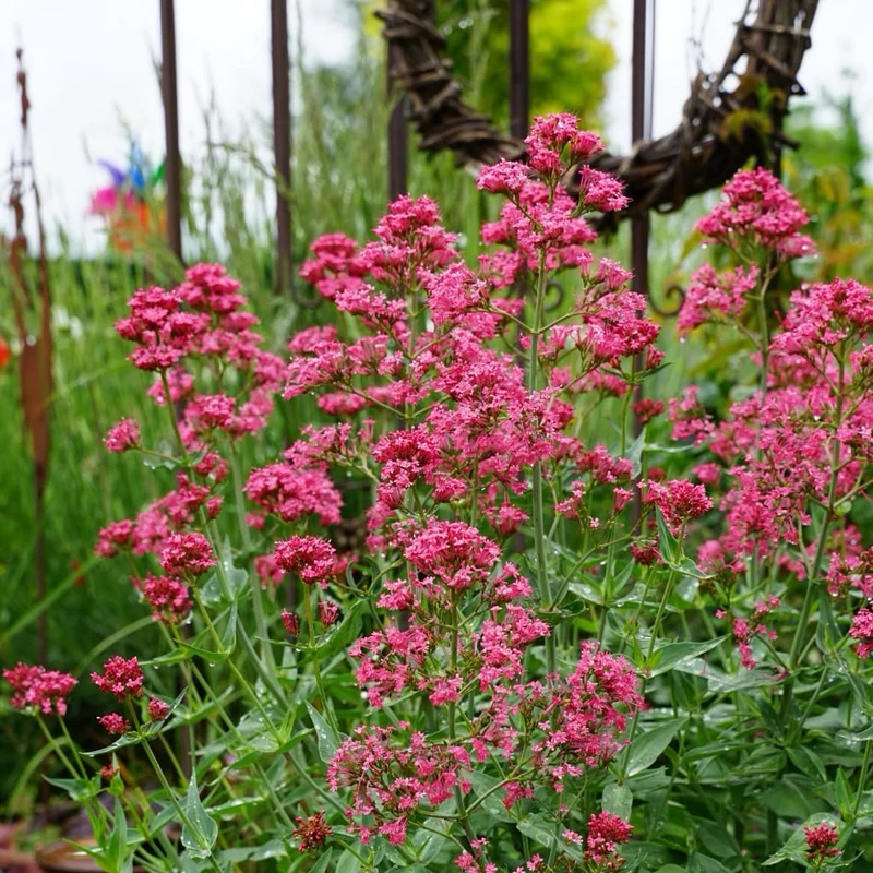 Spornblume 'Coccineus' Rot