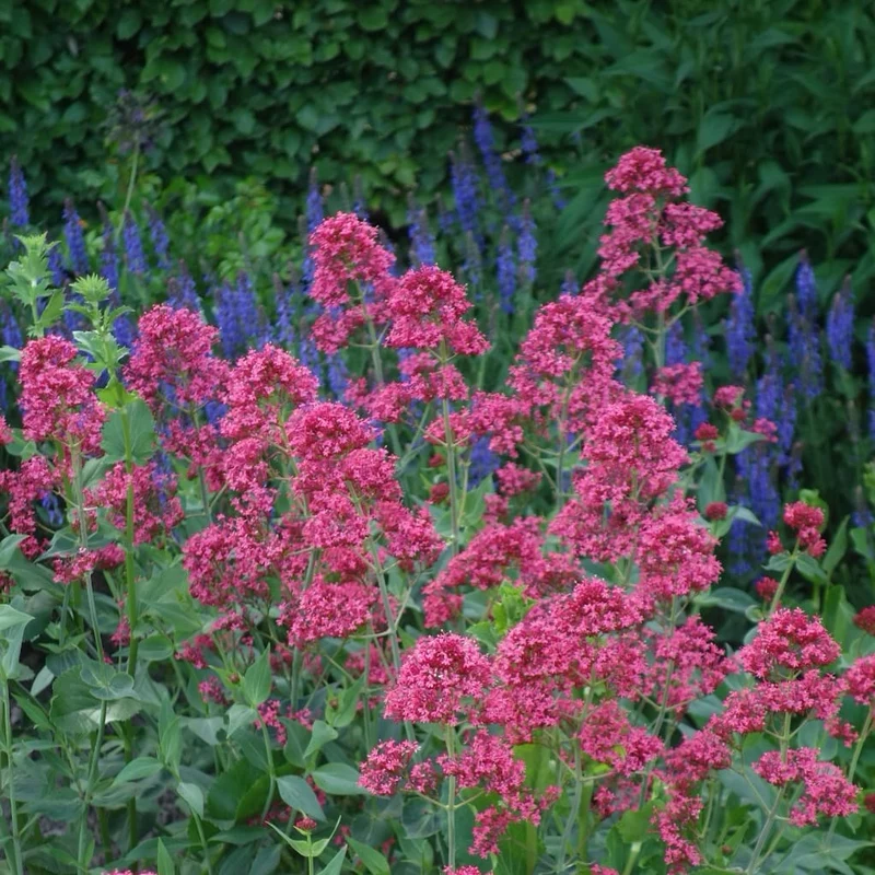 Spornblume 'Coccineus' Rot