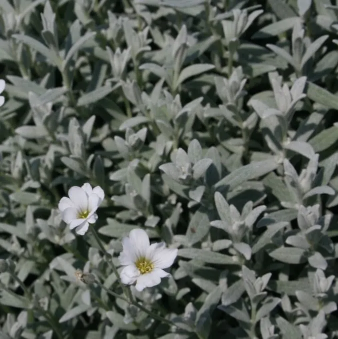 Hornkraut 'Silberteppich' Weiß