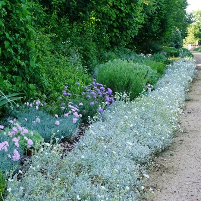 Hornkraut 'Silberteppich' Weiß