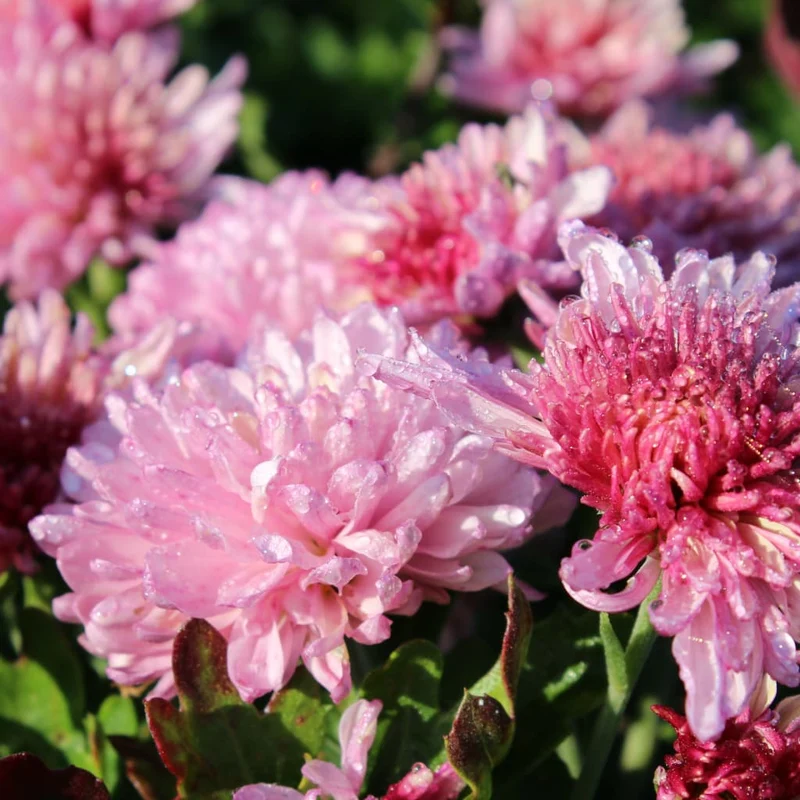 Winteraster 'Anastasia' Rosa
