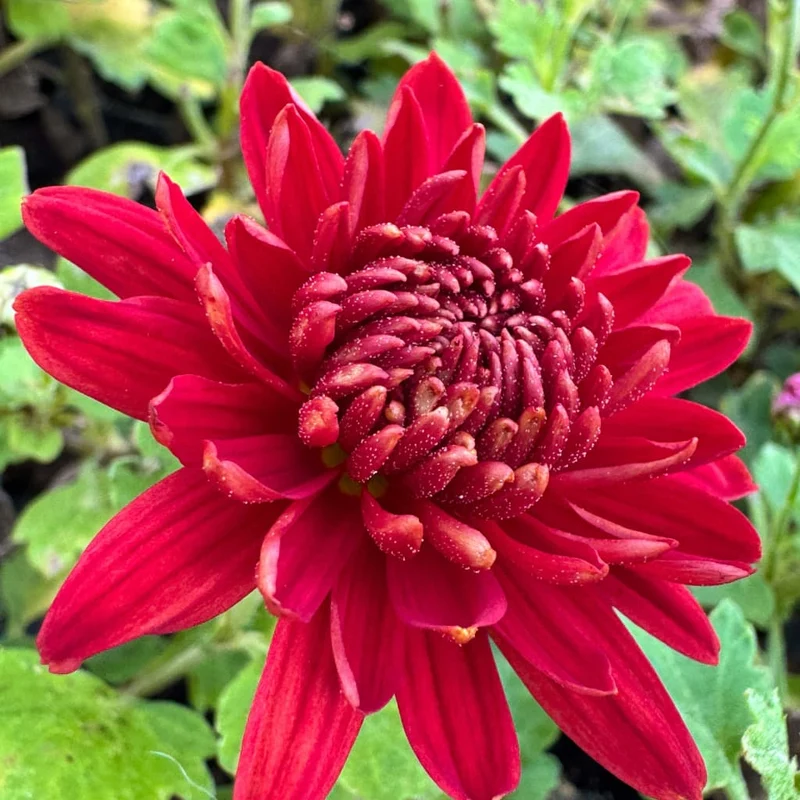 Winteraster 'Fellbacher Wein' Rot