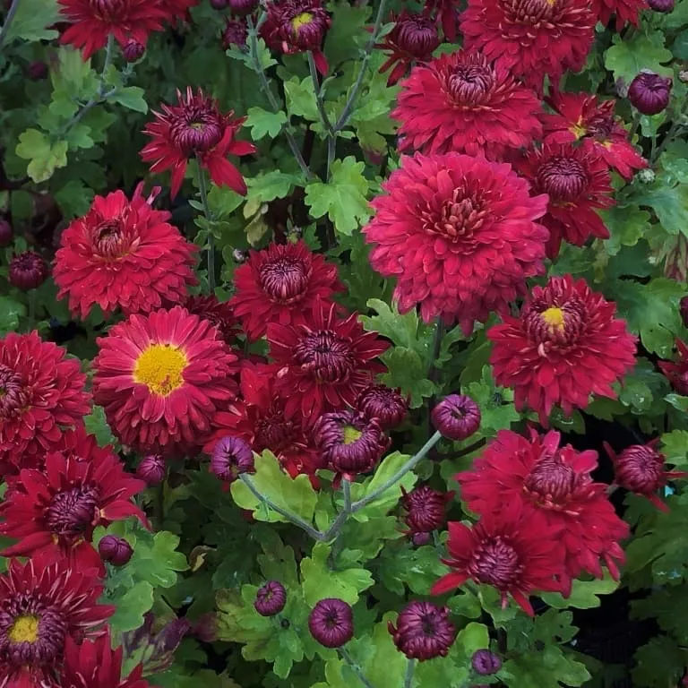 Winteraster 'Fellbacher Wein' Rot