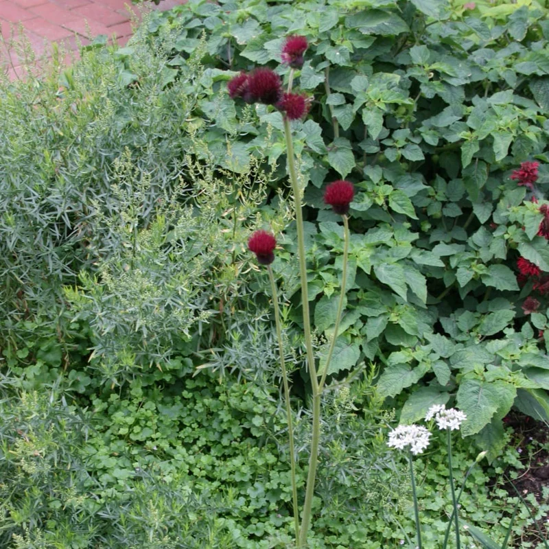 Zier-Distel 'Atropurpureum' Rot