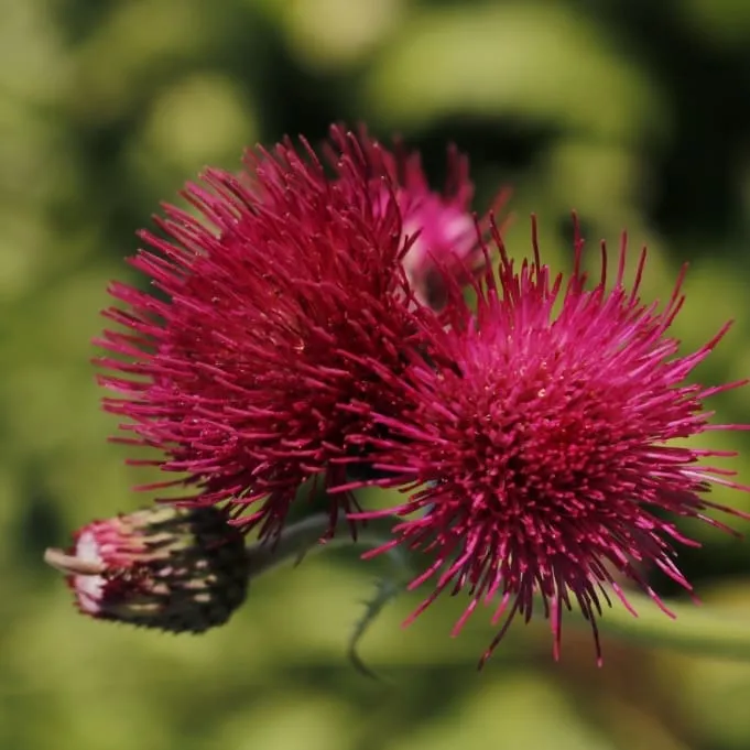 Zier-Distel 'Atropurpureum' Rot