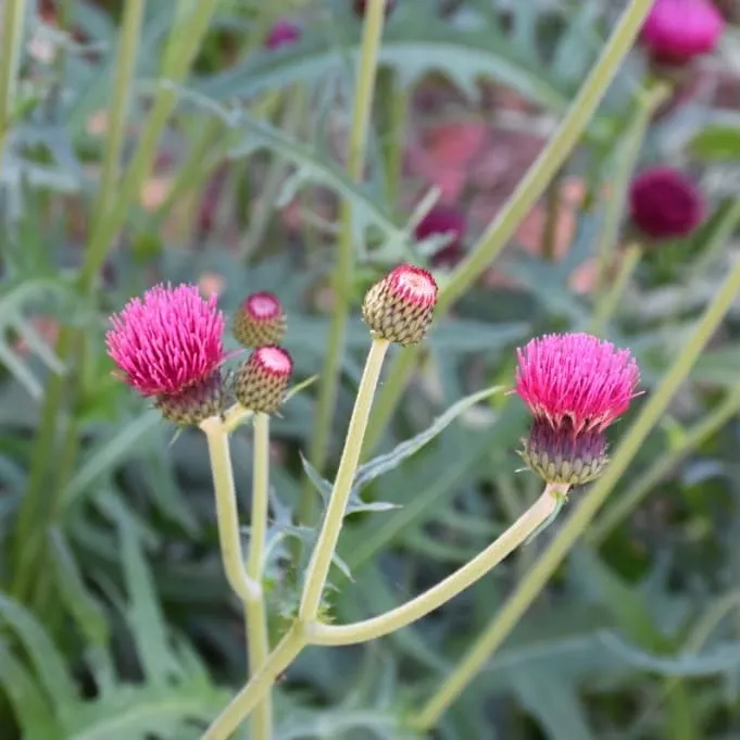 Zier-Distel 'Atropurpureum' Rot
