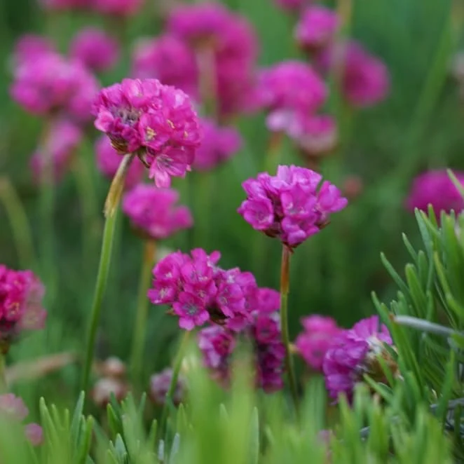 Grasnelke 'Splendens' Purpur