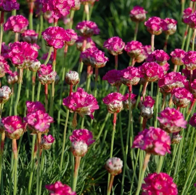 Grasnelke 'Splendens' Purpur