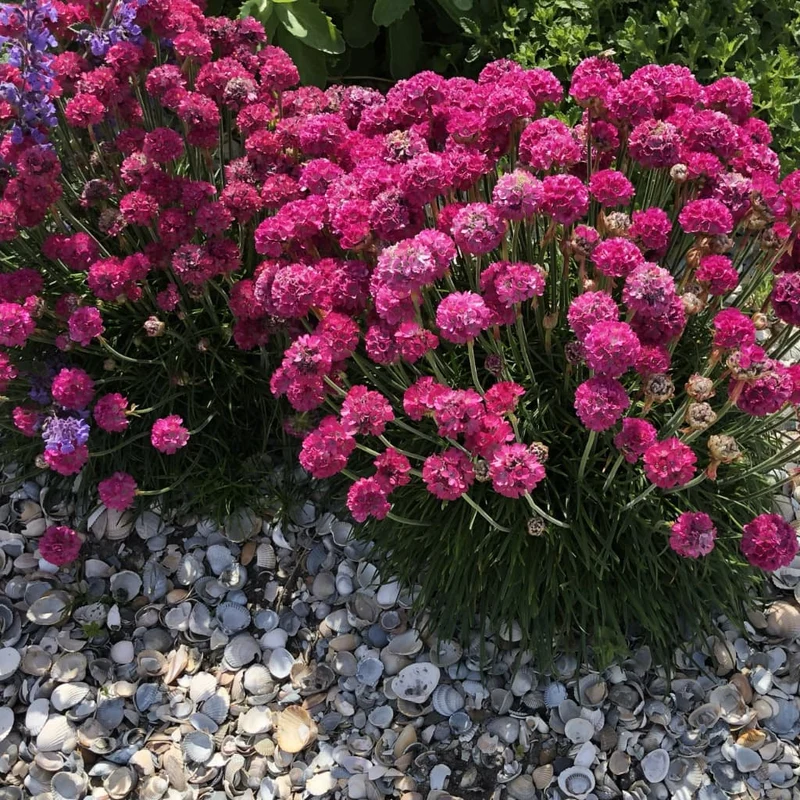 Grasnelke 'Splendens' Purpur