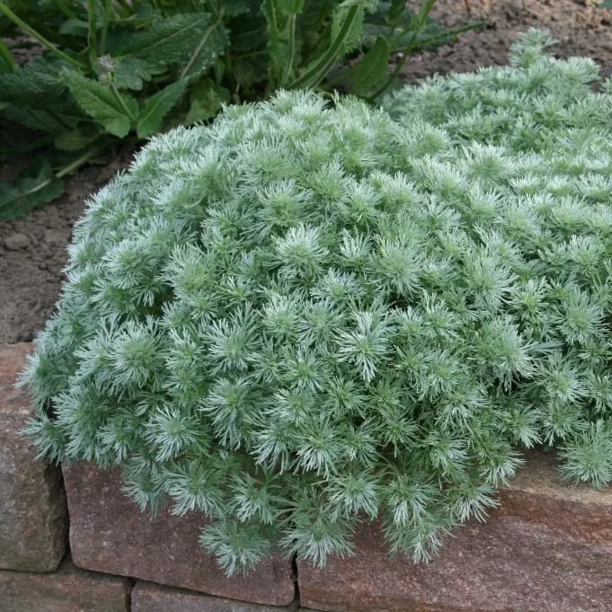 Zwergraute 'Nana' Weiß