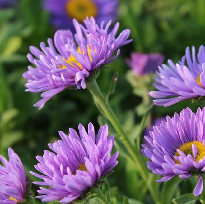 Alpen-Aster 'Dunkle Schöne' Violett