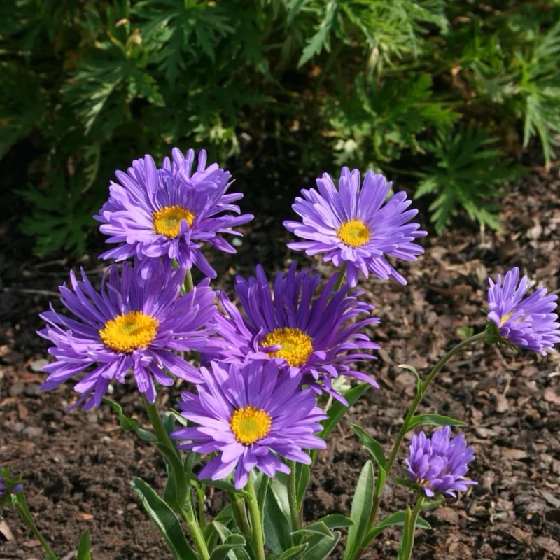 Alpen-Aster 'Dunkle Schöne' Violett