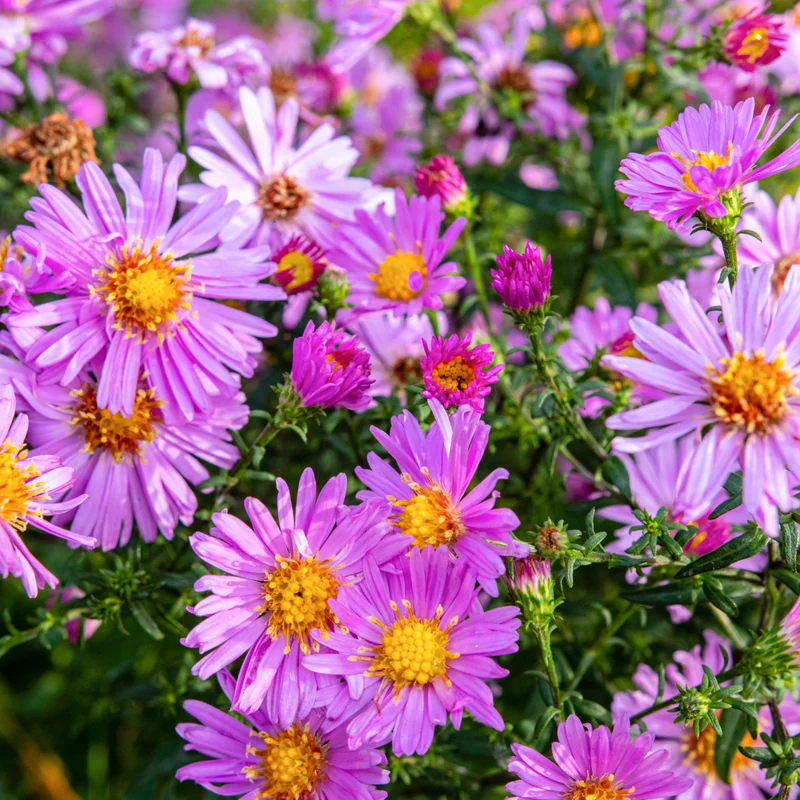 Alpen-Aster 'Happy End' Rosa