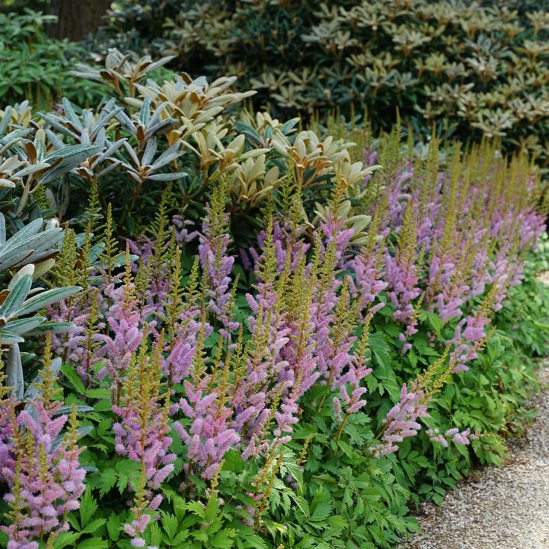 Teppichspiere Violett